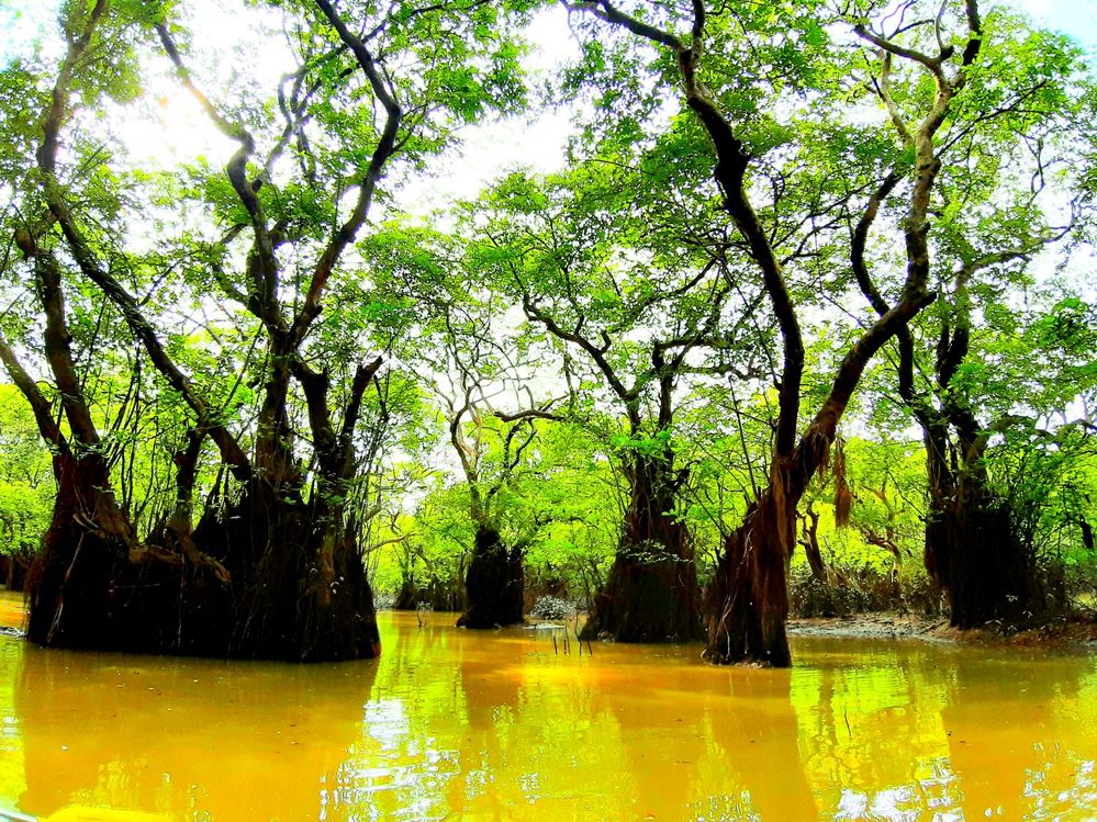 রাতারগুল সিলেট